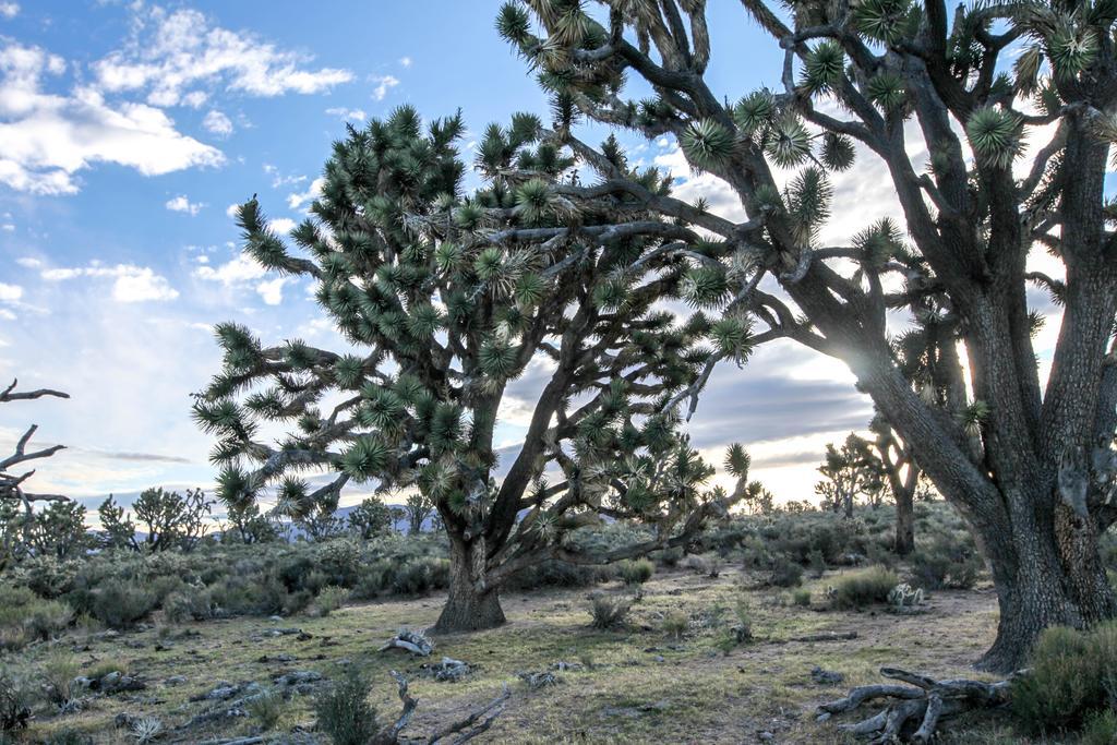 Grand Canyon Western Ranch Meadview المظهر الخارجي الصورة