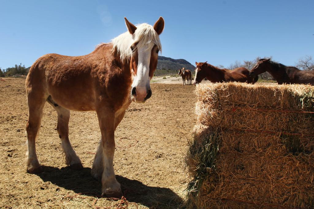 Meadview Grand Canyon Western Ranch المظهر الخارجي الصورة