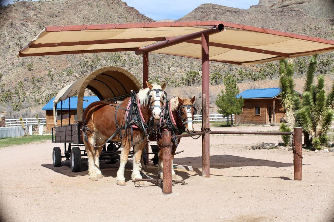 Grand Canyon Western Ranch Meadview المظهر الخارجي الصورة